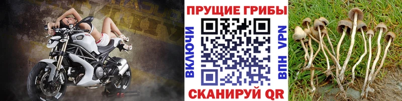 Галлюциногенные грибы Psilocybine cubensis  Купить где  Новочеркасск 